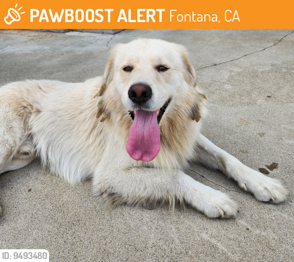Found/Stray Male Dog last seen Kempster Ave and Marygold, Fontana, CA 92335