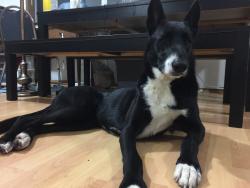 Reunited Male Dog last seen Near Beacon Ave S, Seattle, WA 98144