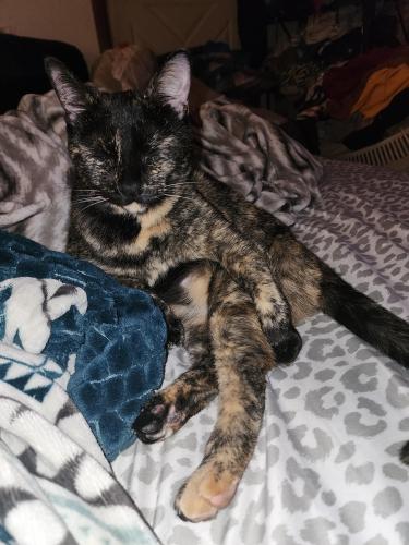 Lost Female Cat last seen Lismore & Rice Lake Rd, Duluth, MN 55803