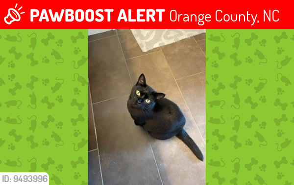 Lost Female Cat last seen Cedar Stone Way and Fox Hill Farm Drive, Orange County, NC 27278
