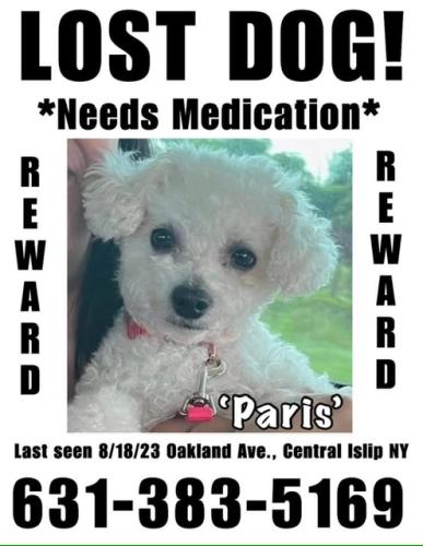 Lost Female Dog last seen Oakland ave, Central Islip, NY 11722