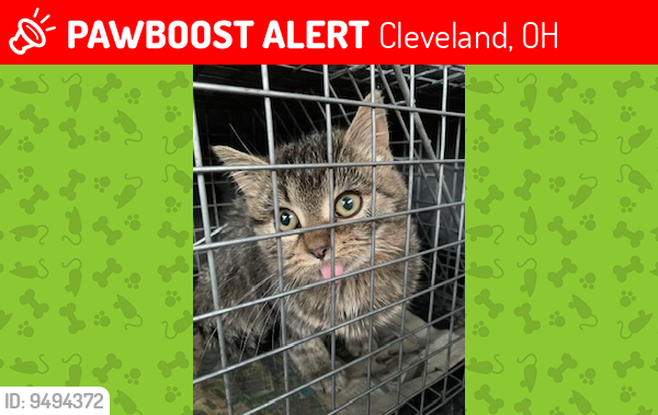 Lost Female Cat last seen Woodbury & W. 162nd (Cleveland, Westside) , Cleveland, OH 44135