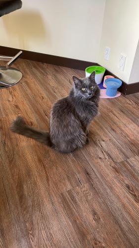 Lost Male Cat last seen Cranleigh Way SE across from Fish Creek Provincial Park, Calgary, AB T3M 1A8