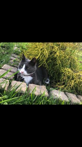 Lost Female Cat last seen Lincoln Avenue, Blevins and Lodge Farm area Sparrows Point,MD, Sparrows Point, MD 21219
