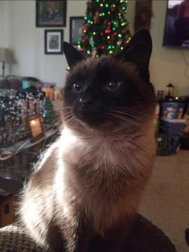 Lost Male Cat last seen Rt 30 and Hartzell Drive, Fayetteville, PA 17222