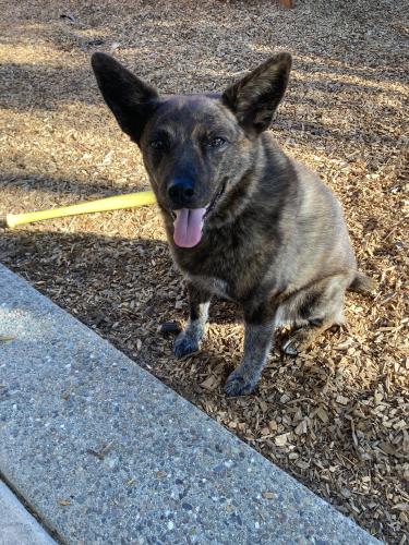 Lost Female Dog last seen Woodcreek and North Park , Roseville, CA 95747