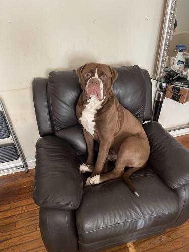 Lost Male Dog last seen Waring Station Rd, Germantown, MD 20876