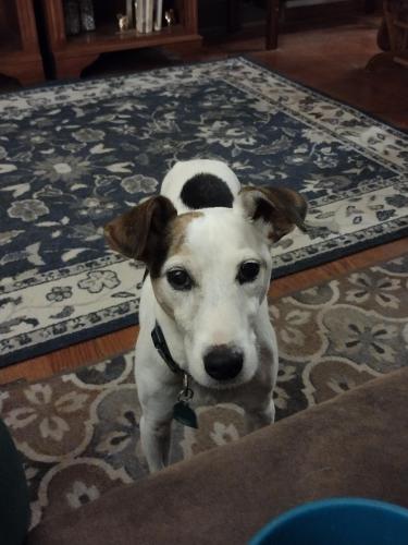 Lost Male Dog last seen Jefferson Road and Driftwood Circle , Tallahassee, FL 32317
