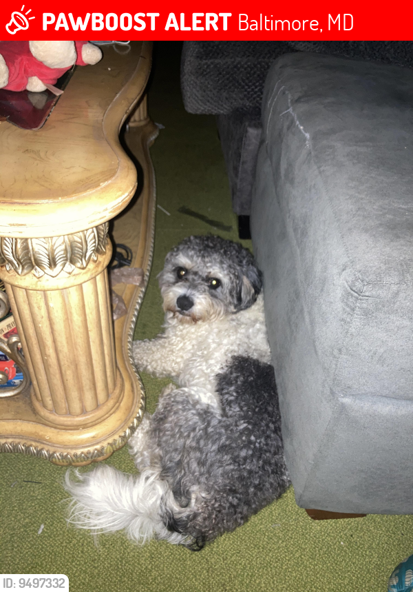 Lost Male Dog last seen Loch raven and tivoly by northwood plaza, Baltimore, MD 21218