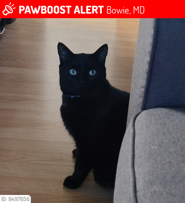 Lost Male Cat last seen Old collington rd, Bowie, MD 20716