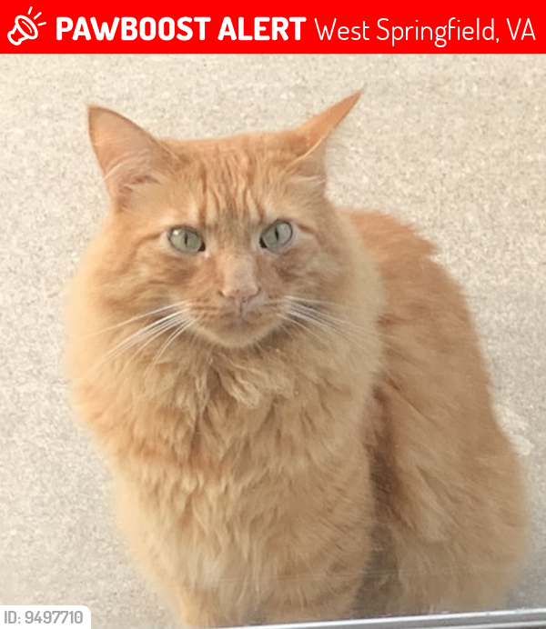 Lost Male Cat last seen Daventry neighborhood , West Springfield, VA 22152