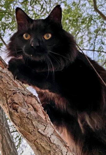 Lost Male Cat last seen Brown Swamp rd , Conway,  SC, Horry County, SC 29527
