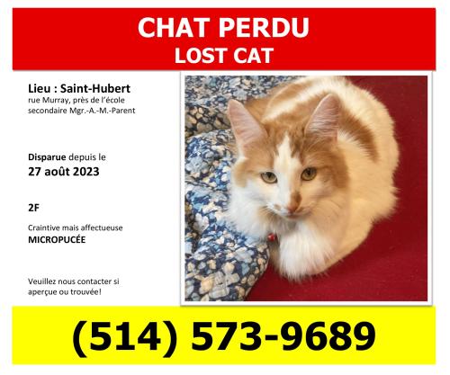 Lost Female Cat last seen À côté de l’école secondaire Mgr.-A.-M.-Parent, Longueuil, QC J4T 1C7