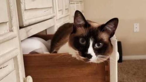 Lost Female Cat last seen Picadilly St and Southerland St, Abilene, TX 79606