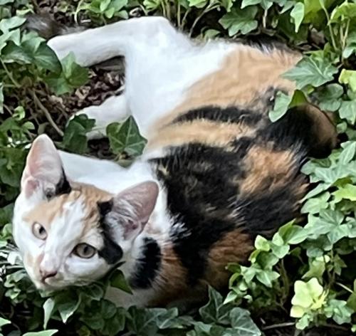 Lost Female Cat last seen Near Tower Lane, Columbia, SC 29210