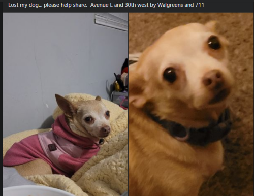 Lost Female Dog last seen 30th and Ave L lancaster CA , Lancaster, CA 93536