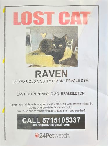 Lost Female Cat last seen Benfold square, Brambleton, Brambleton, VA 20148