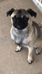 Lost Female Dog last seen Yarbrough Dr, El Paso, TX 79935