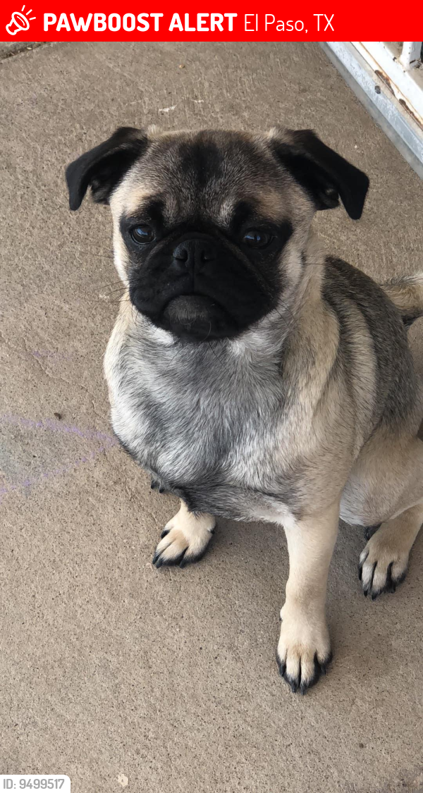 Lost Female Dog last seen Yarbrough Dr, El Paso, TX 79935