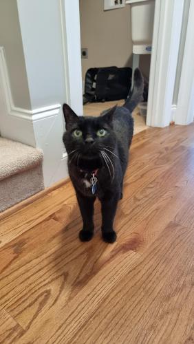 Lost Male Cat last seen In Sandy Springs neighborhood, near the intersection of Sandy Springs Rd and Walkabout Dr., Aberdeen, NC 28315