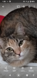 Lost Female Cat last seen Valencia Dr& Magnolia, Fullerton, CA 92833
