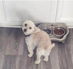 Reunited Unknown Dog last seen Ada ave, Aurora, CO 80018
