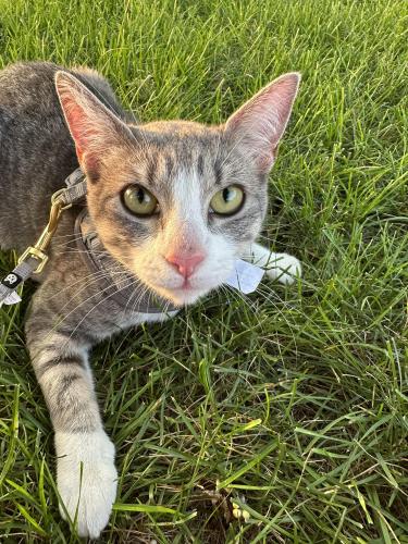 Lost Female Cat last seen Tommy’s car wash , Crystal, MN 55422