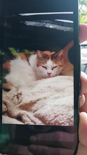 Lost Female Cat last seen Near tanya drive nebo nc 28761 near nebo school rd and old hwy 10, Nebo, NC 28761