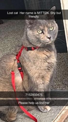 Lost Female Cat last seen Tower Road, Cell Phone Tower, Christmas Tree Farm, Hudson, WI 54016