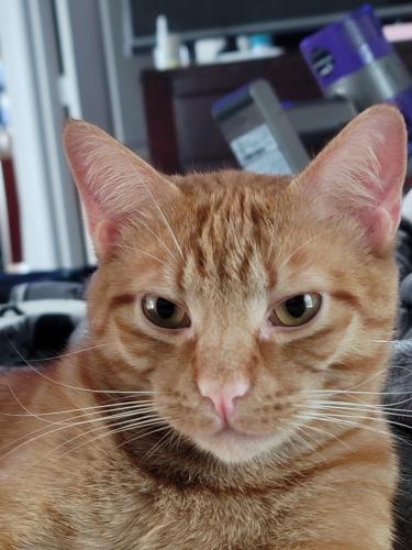 Lost Male Cat last seen Cypress Point subdivision , Cypress, TX 77429