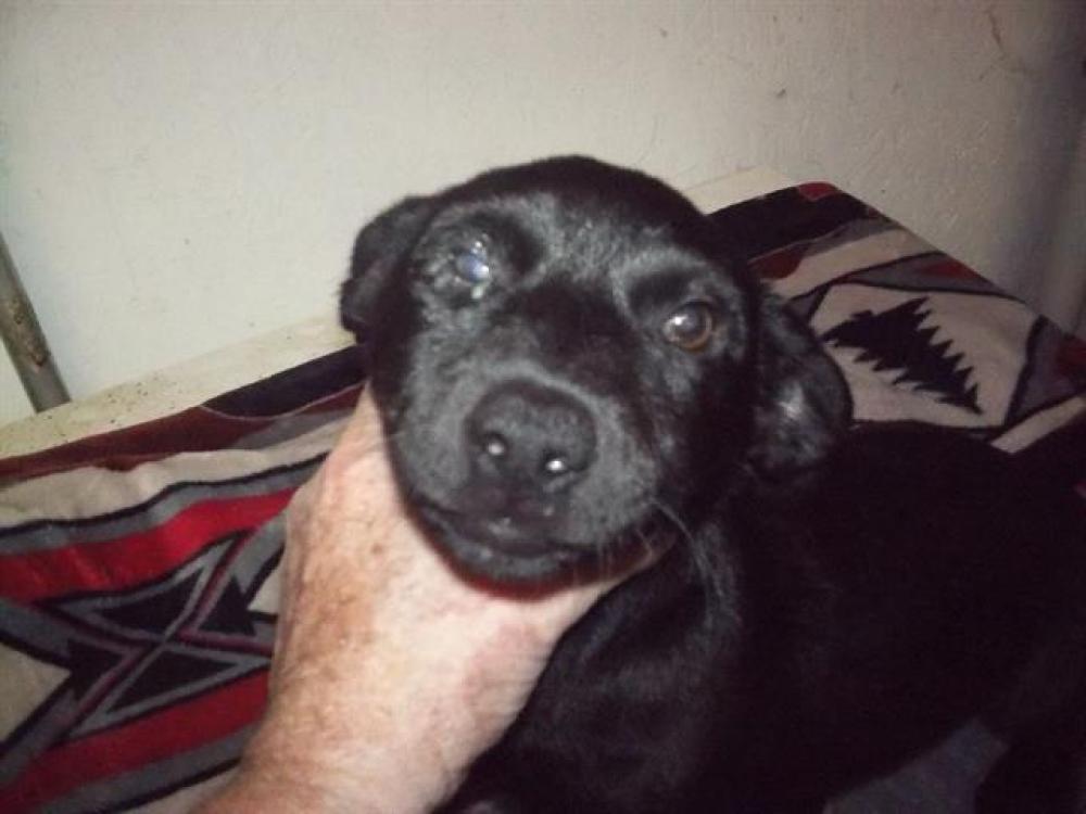 Shelter Stray Female Dog last seen INDIAN ROCK RD, Lake Isabella, CA 93240