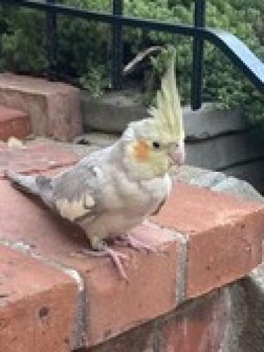Found/Stray Unknown Bird last seen 5th Street and Elm Street NW, Washington, DC 20001