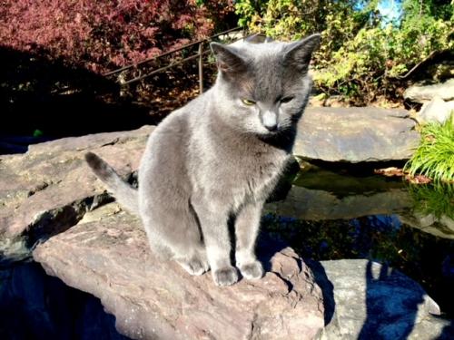Lost Female Cat last seen Connecticut Ave and Montrose Drwy., Chevy Chase, MD 20815
