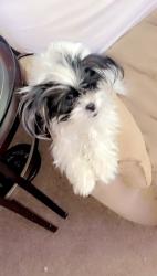 Lost Female Dog last seen Sinclair Drive & Waltham Drive in Lakes of Northwoods Subdivision, North Charleston, SC 29406