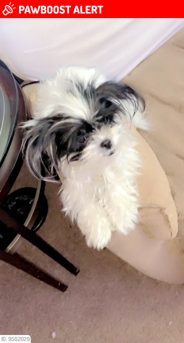 Lost Female Dog last seen Sinclair Drive & Waltham Drive in Lakes of Northwoods Subdivision, North Charleston, SC 29406