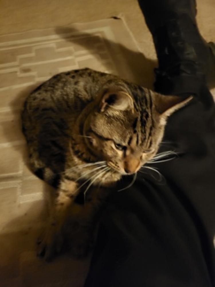 Shelter Stray Male Cat last seen Chicago Heights, IL , Matteson, IL 60443