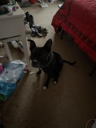Lost Female Dog last seen Near Guilford College Rd Greensboro, NC  27409 United States, Jamestown, NC 27282
