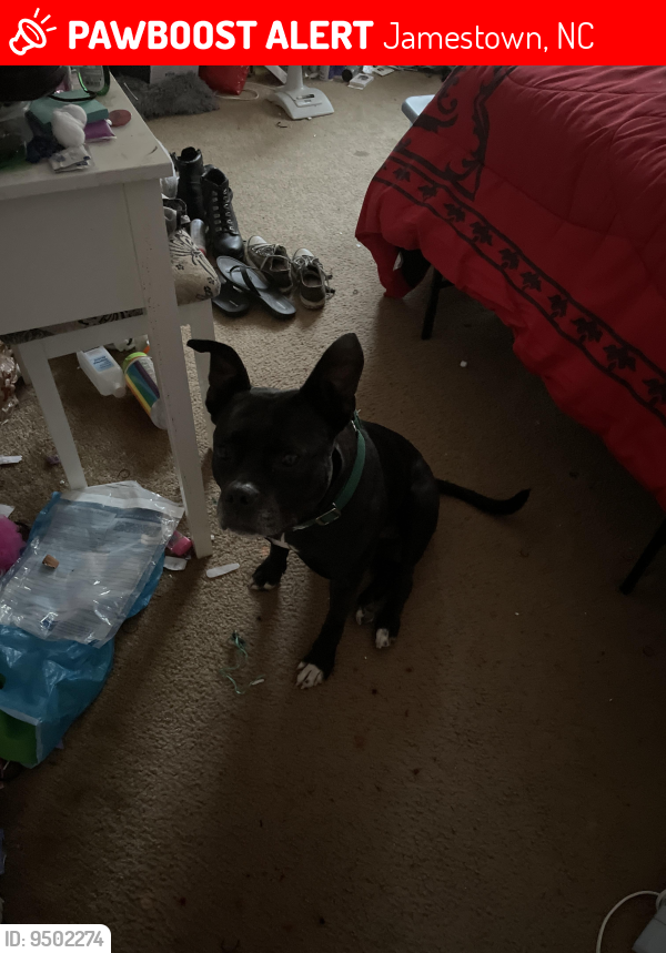 Lost Female Dog last seen Near Guilford College Rd Greensboro, NC  27409 United States, Jamestown, NC 27282