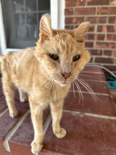 Lost Male Cat last seen salisbury road and bowling green drive , Salisbury, NY 11590