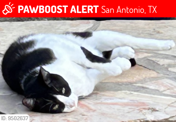 Lost Male Cat last seen Dezavala & Vance Jackson , San Antonio, TX 78249
