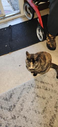 Lost Female Cat last seen Lelaray and Monteagle , Colorado Springs, CO 80909