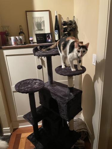 Lost Female Cat last seen Spring Valley Drive and Hughes Rd, Elburn, IL 60119