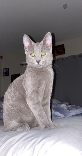 Lost Male Cat last seen County road 8 and nacre st in Saint Francis , Stanford Township, MN 55070