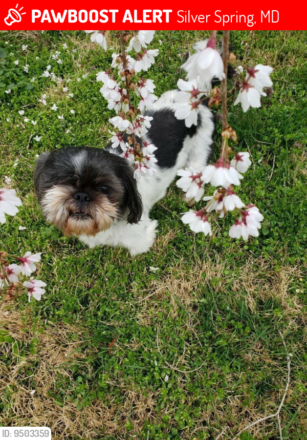 Lost Male Dog last seen Is currently with someone in Silver Spring (who has not returned him) but was picked up on Arbutus Ave, Silver Spring, MD 20910