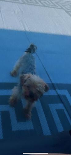 Lost Male Dog last seen Close naylor rod station and southern ave station, Temple Hills, MD 20748