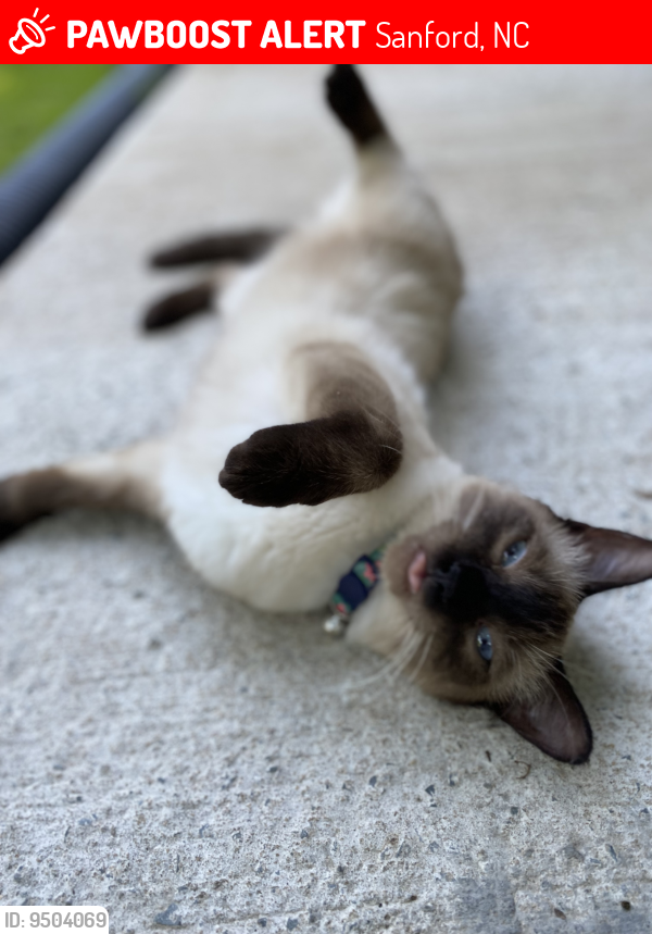 Sanford, NC Lost Female Cat, Luna Is Missing PawBoost