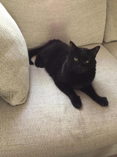 Lost Male Cat last seen Lancelot and Camelot drives, Plymouth Meeting, Plymouth Meeting, PA 19462
