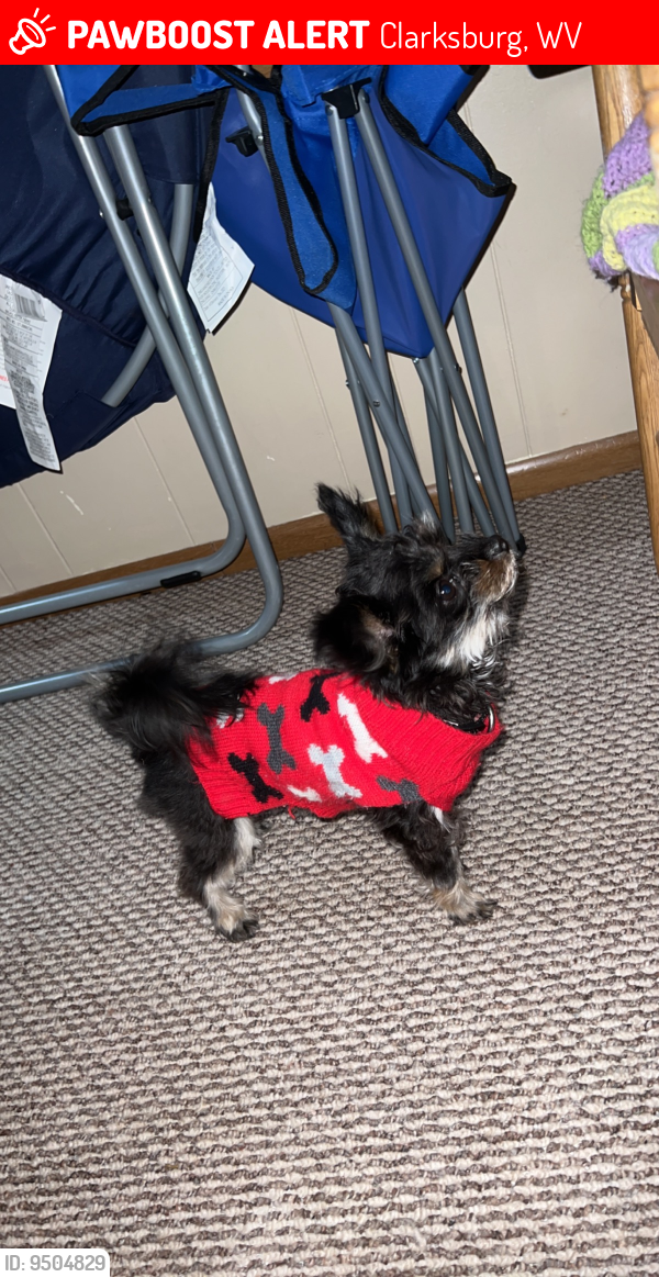 Lost Female Dog last seen Wendys, Clarksburg, WV 26301