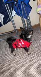 Lost Female Dog last seen Wendys, Clarksburg, WV 26301