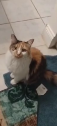 Lost Female Cat last seen Near Union Cross Rd Kernersville NC 27284, Kernersville, NC 27284